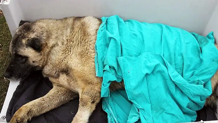 'Yaralı köpeğe VIP hizmet'