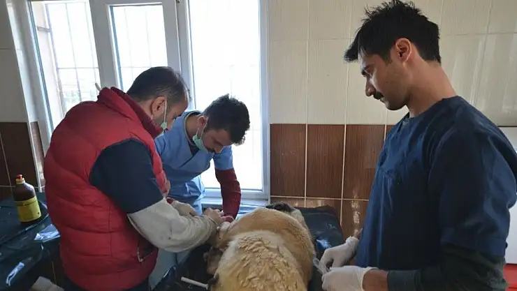 'Köpekten 2 kilo 200 gram tümör çıktı'