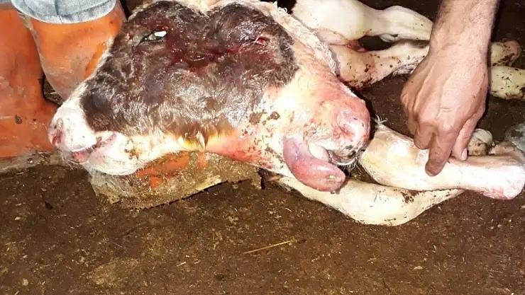 'Çift başlı buzağı 10 dakika yaşadı'