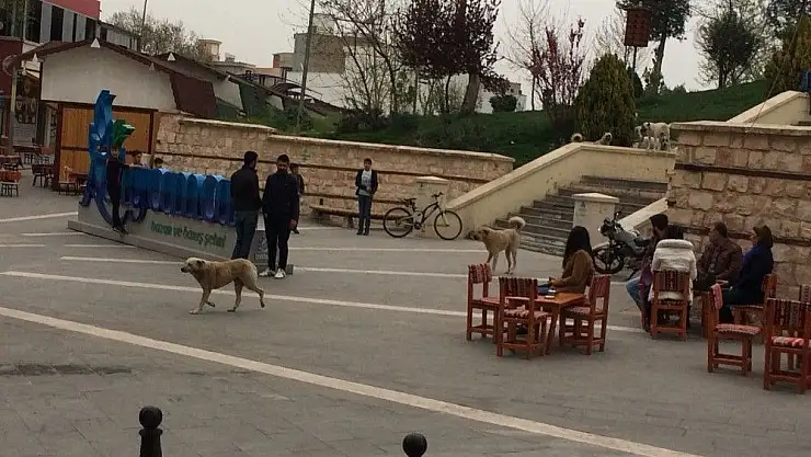 'Başıboş köpekler vatandaşları tedirgin etti'