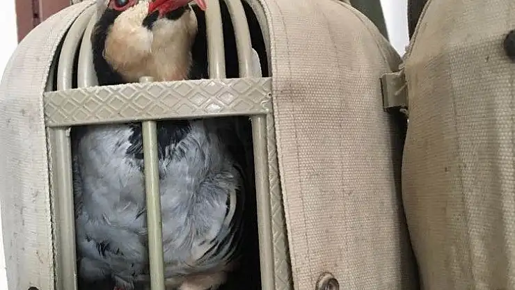 'Canlı mühre ile keklik avlayanlara 5 bin lira ceza'