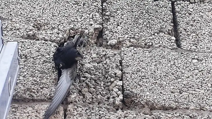 'Duvardaki tele takılan kırlangıcı itfaiye kurtardı'