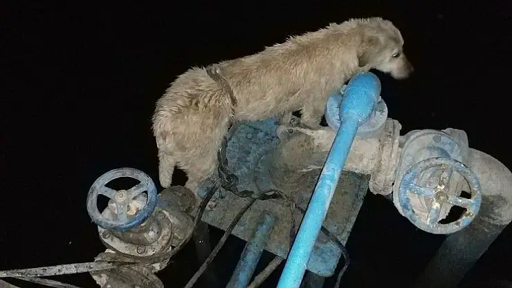 'Kabloya dolanan köpeği itfaiye kurtardı'