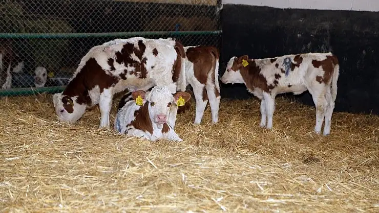 '´Üstün vasıflı´ sığırlar dünyaya geldi'