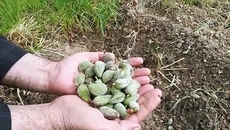 'Şiddetli yağmur badem çağlalarına zarar verdi'