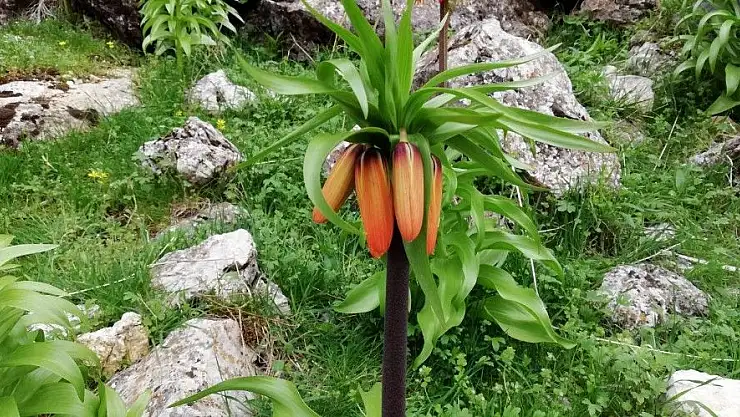 'Kahramanmaraş´ta ters laleler katlediliyor'