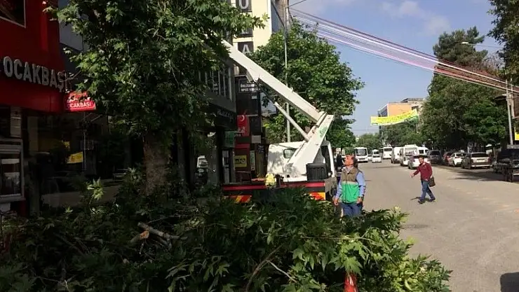 'Belediye ekipleri ağaçların bakımını yapıyor'