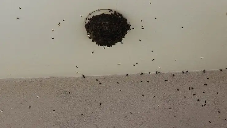 'Oğul veren arılar balkonu sardı'