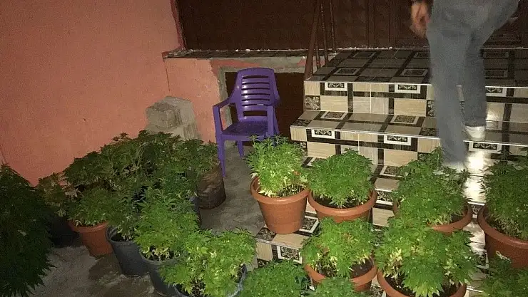 'Çiçek saksısında kenevir yetiştirdi'