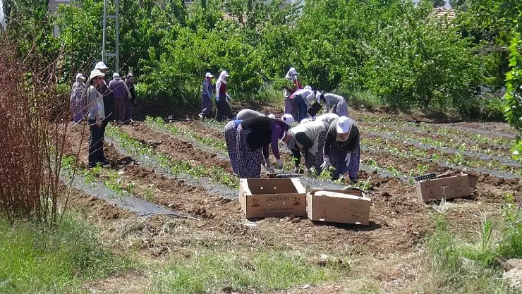 Doğanşehir´de tütünün alternatifi bulundu