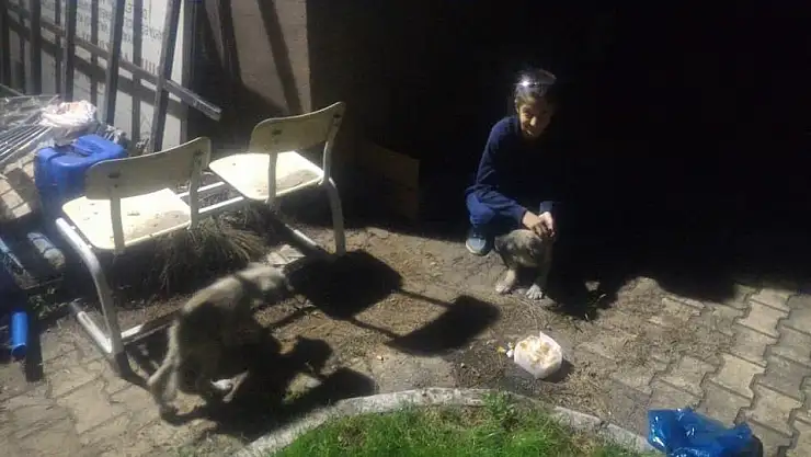 'Yolda bulduğu yavru köpekleri itfaiye müdürlüğüne bıraktı'