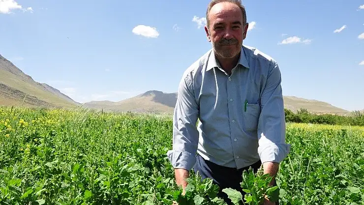 'Televizyonda gördü, tarlasına `astronot gıdası´ kinoa ekti'
