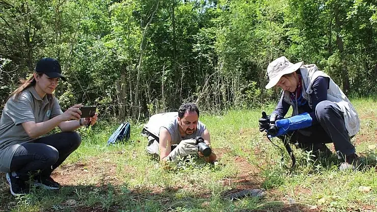 'Nesli tükenmekte olan yılan bulundu'
