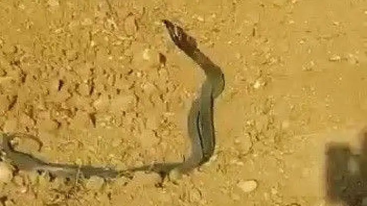 'Yılanların dansı böyle görüntülendi'