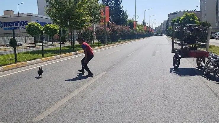 'Karayolunda tavuk kovaladı'