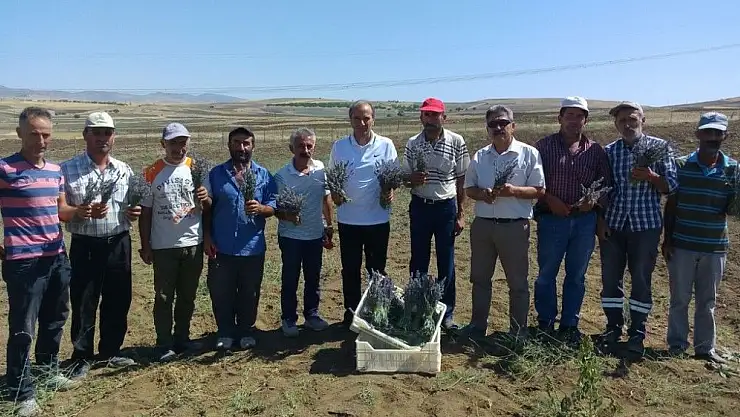 'Arguvan´da  lavanta  bahçeleri'