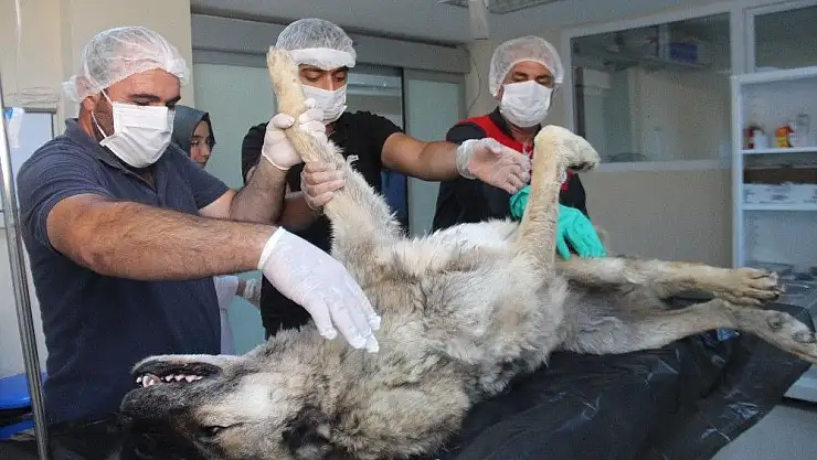 'Günlerce aç ve susuz kalan köpek kurtarıldı'