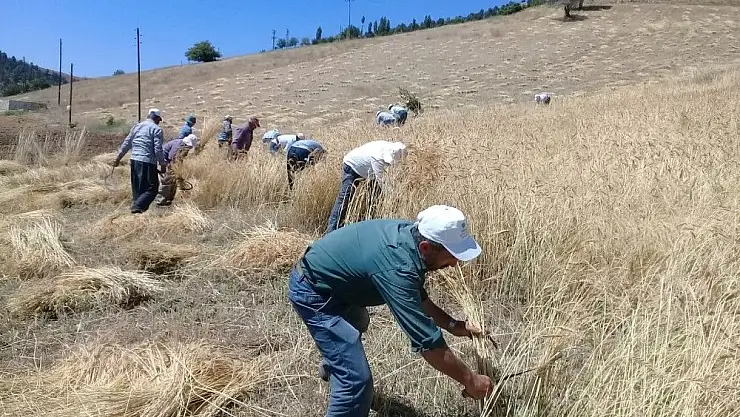 'Ata yadigarı ellik ve orakla ekin biçiyorlar'