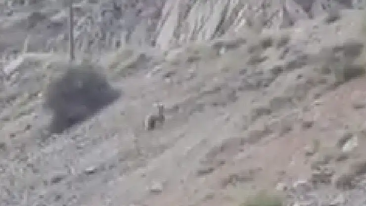 'Ayıyı kedi çağırır gibi çağırdı'