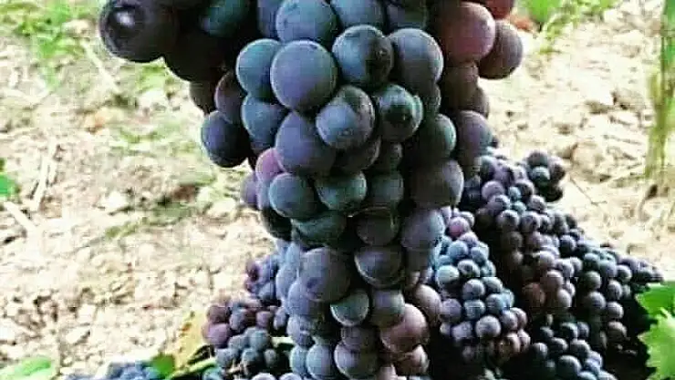 'Köylüler kooperatif kurup tüketiciye tek elden ulaşıyor'