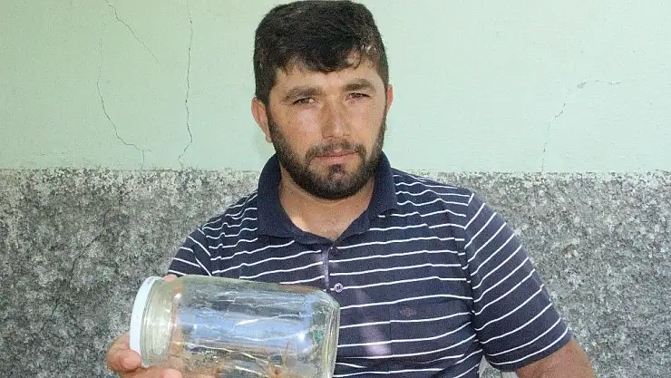 'Et yiyen örümceği ışıkla avlıyorlar'
