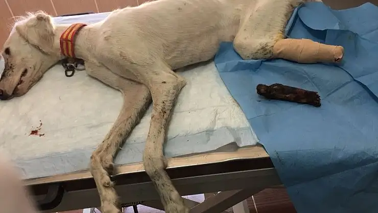 'Tazının kangrenleşen ayağı kesildi'