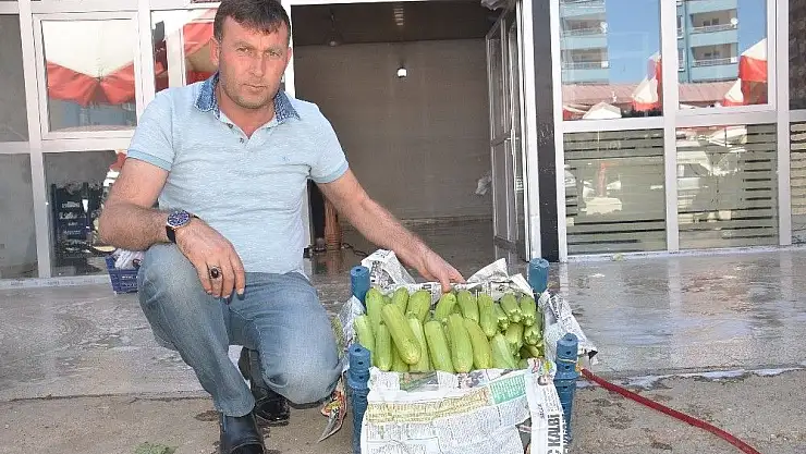 'Rusya´ya Elbistan kabağı'