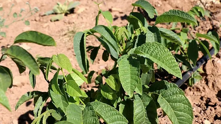 'Hekimhan Belediyesi ceviz fidanı yetiştiriyor'