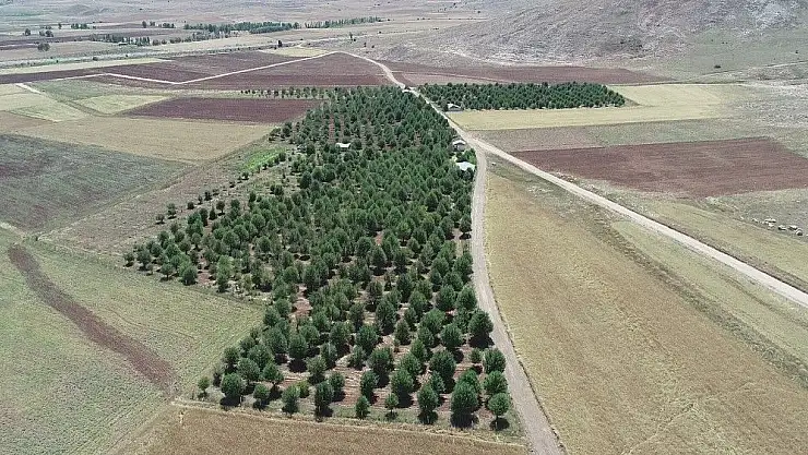 '(Özel) Aç ayılar vişne bahçesini talan etti'