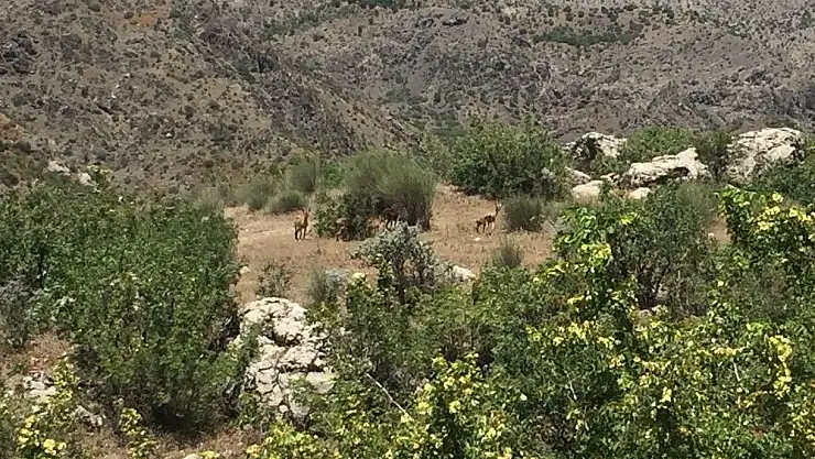 'Dağ keçileri yavrularıyla birlikte görüntülendi'