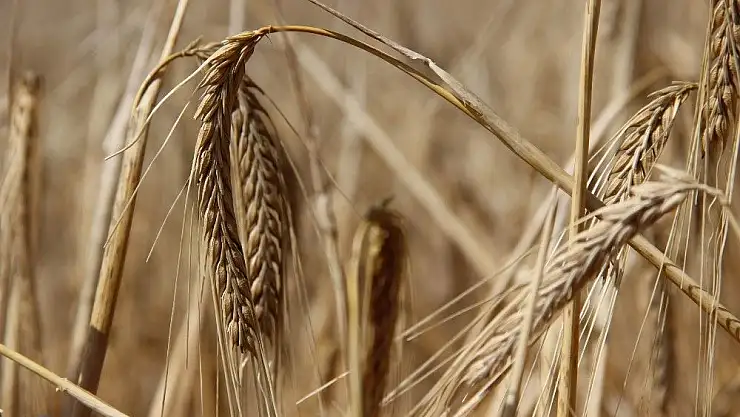 'Türkiye´nin buğday ambarında hasat başladı'