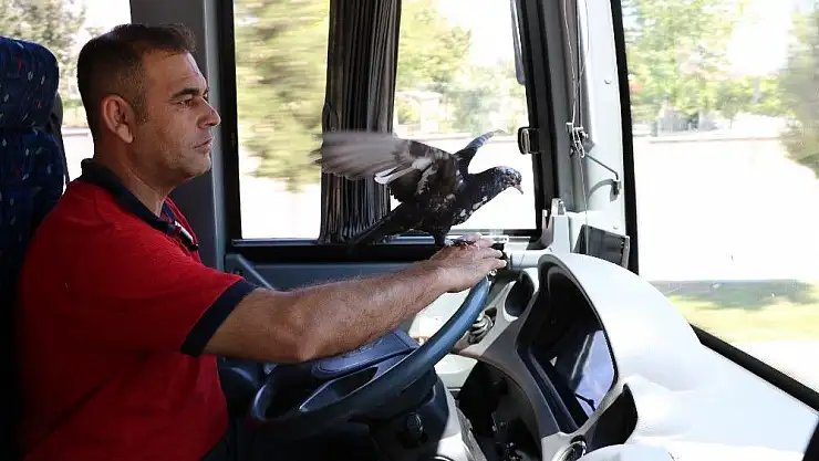 'Bu halk otobüsünün muavini güvercin'