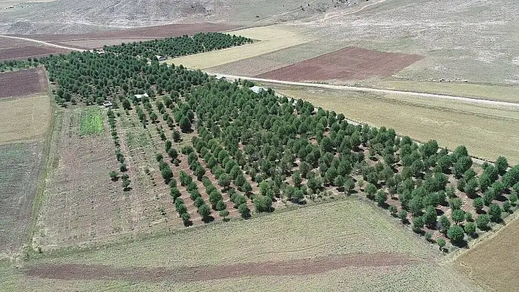 'Bu yıl vişne dalları boş kaldı'