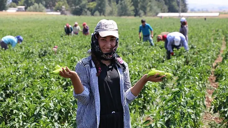 'Kahramanmaraş´ta turşuluk biber üretimine başlandı'