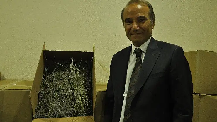 Arguvan da lavanta zamanı