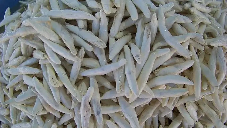 'Darende´den `kenger sakızı tescillensin´ çağrısı'