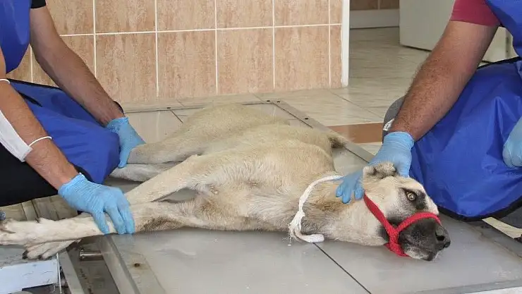 'Otomobilin çarparak belini kırdığı köpek tedavi altına alındı'
