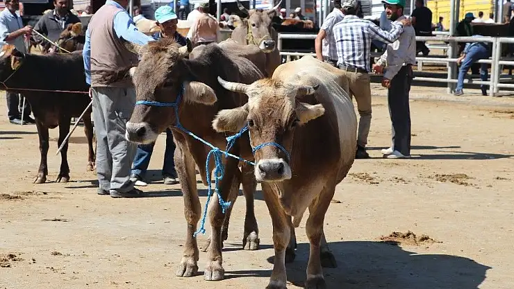 'Kurbanlıklar pazara indi'