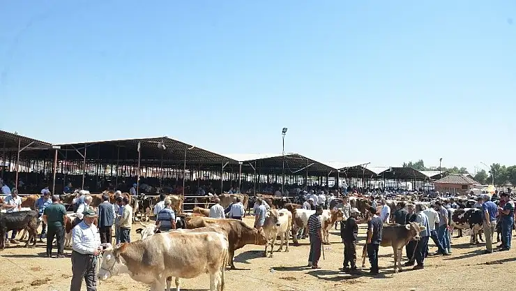 'Araba fiyatına ulaşan kurbanlıklar alıcı bekliyor'