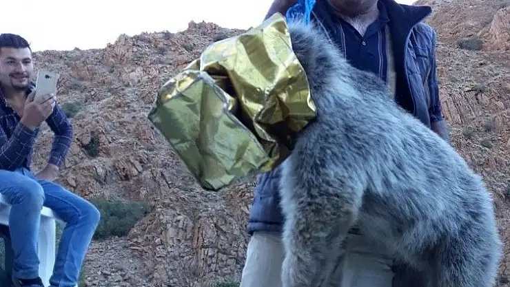 'Ayı yavrusu kafasını tenekeye sıkıştırdı'