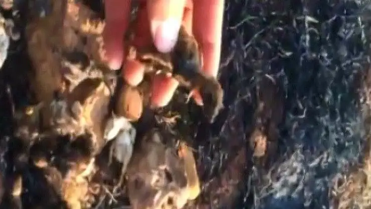 'Keklikler dakikalar içerisinde küle döndü'