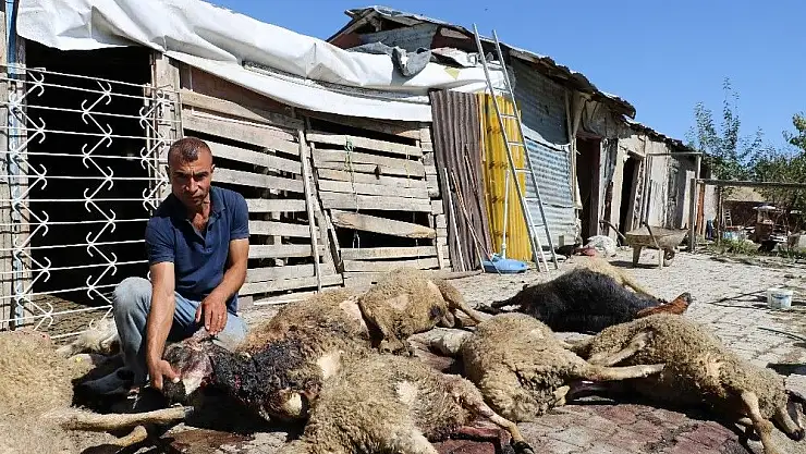 'Başıboş köpekler 30 koyunu telef etti'