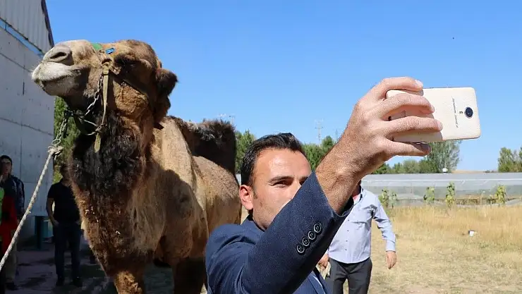 'Deveyi gören telefona sarıldı'