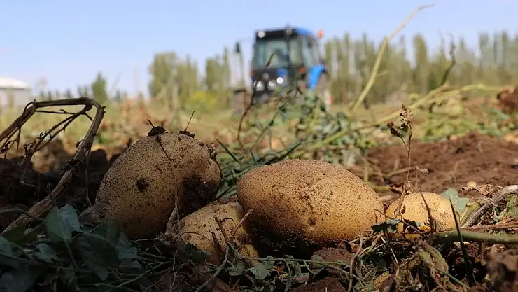 'Sivas´ta 60 bin ton patates hasadı bekleniyor'