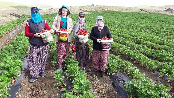 'Yediveren çileği, çiftçinin umudu oldu'