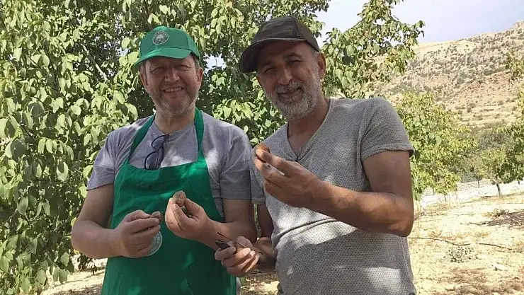 'Almanya´nın Ankara Konsolosu Tut ilçesinde ceviz hasadı yaptı'