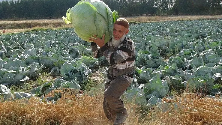 'Dev lahanaların hasadı başladı'