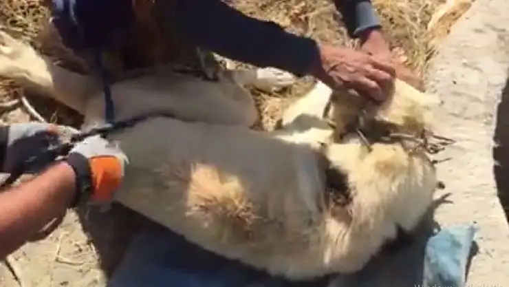 'Kuyuya düşen köpeği itfaiye kurtardı'