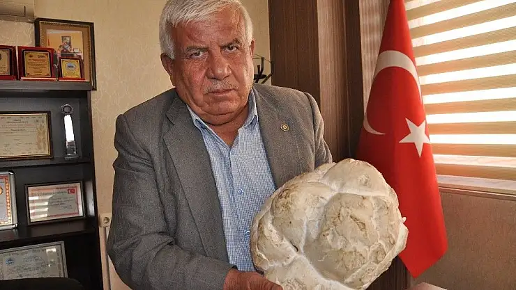 '2,5 kiloluk dev çaşır mantarı, görenleri şaşırttı'