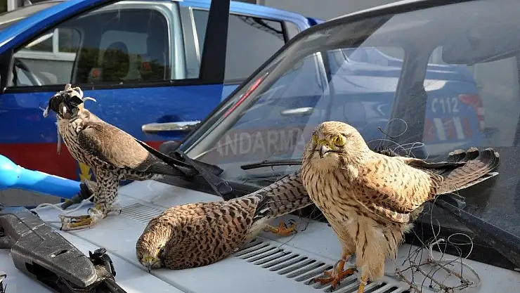 'Kaçak avda kullandıkları şahinlerin gözünü dikmişler'